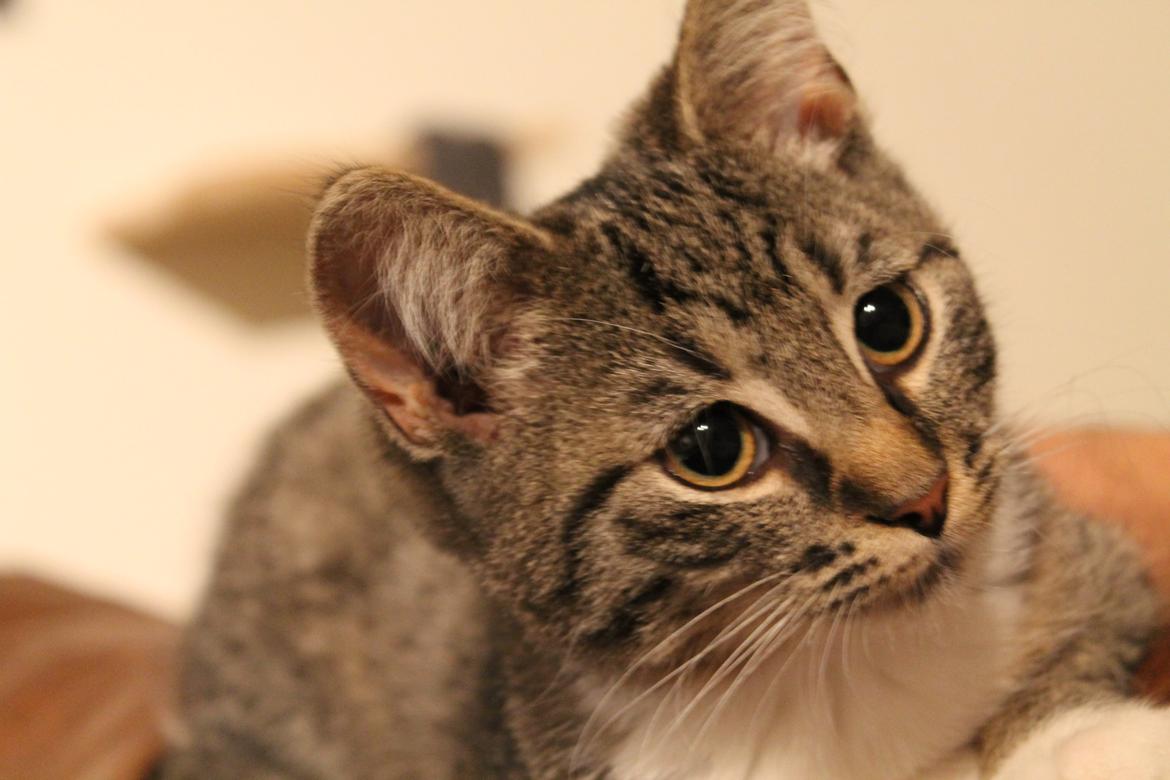 Huskat Nuddi billede 20