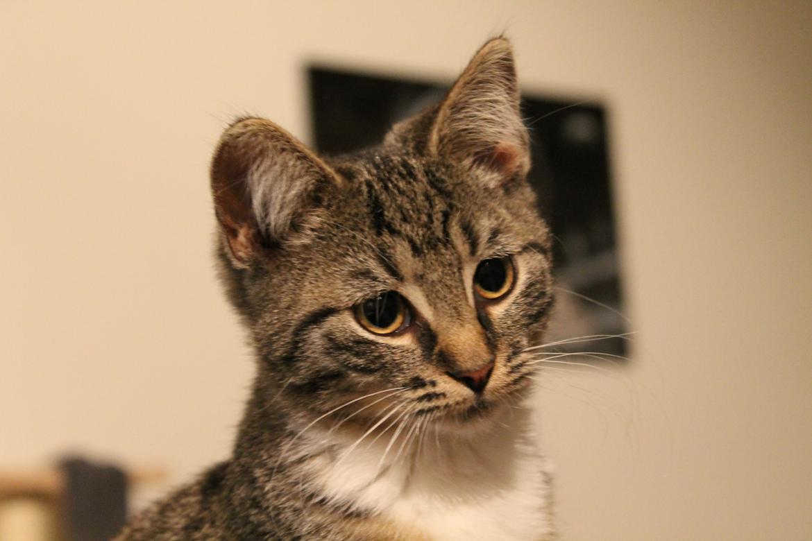 Huskat Nuddi billede 8