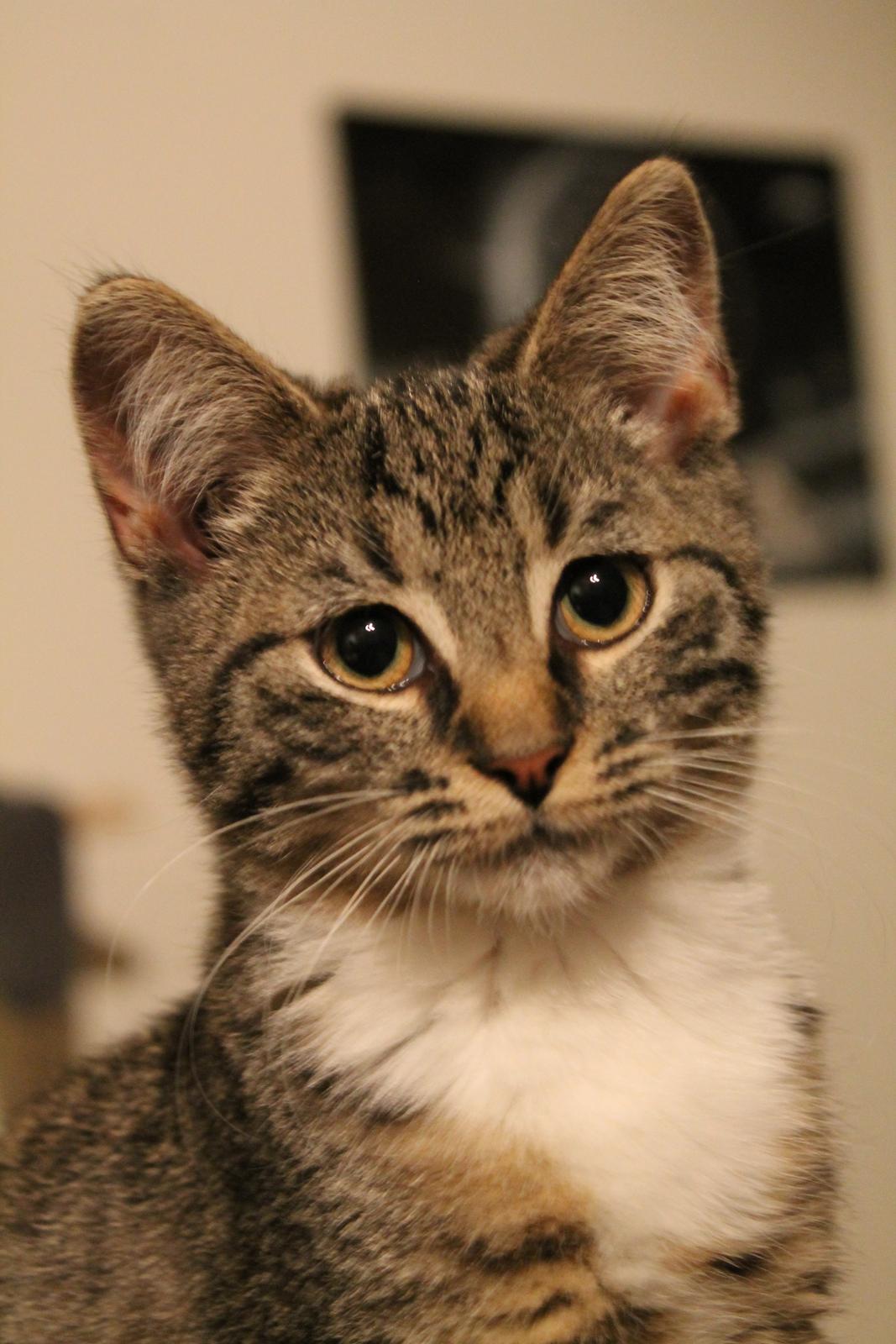 Huskat Nuddi billede 5