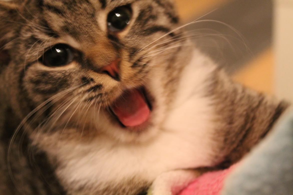 Huskat Nuddi billede 12