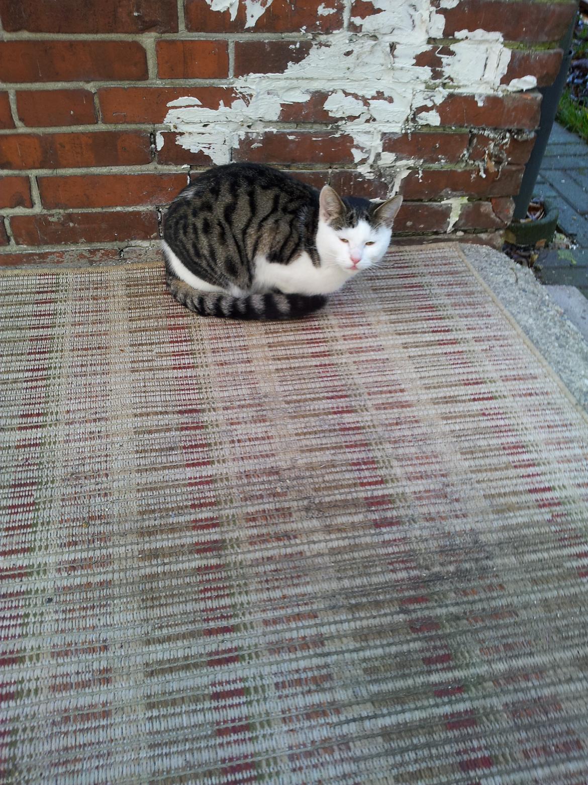 Huskat Ludwig billede 1