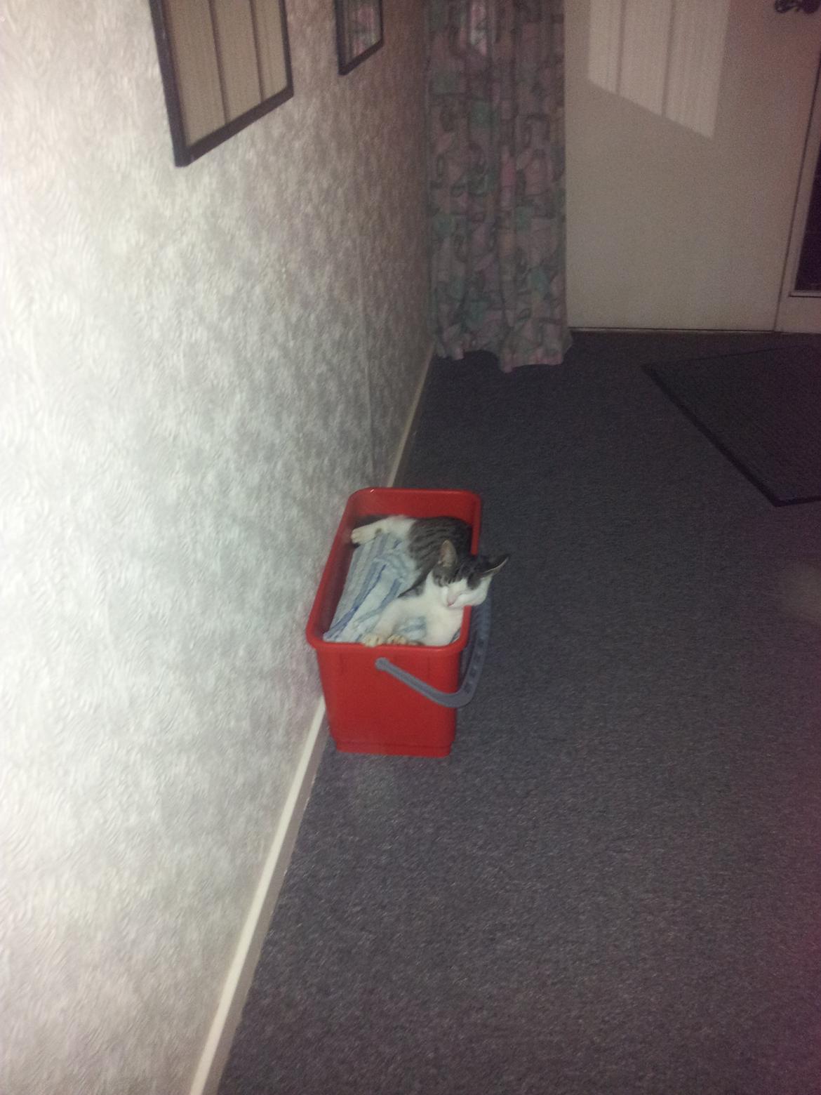 Huskat Ludwig - Min skat fandt lige en spand ;) <3  billede 2