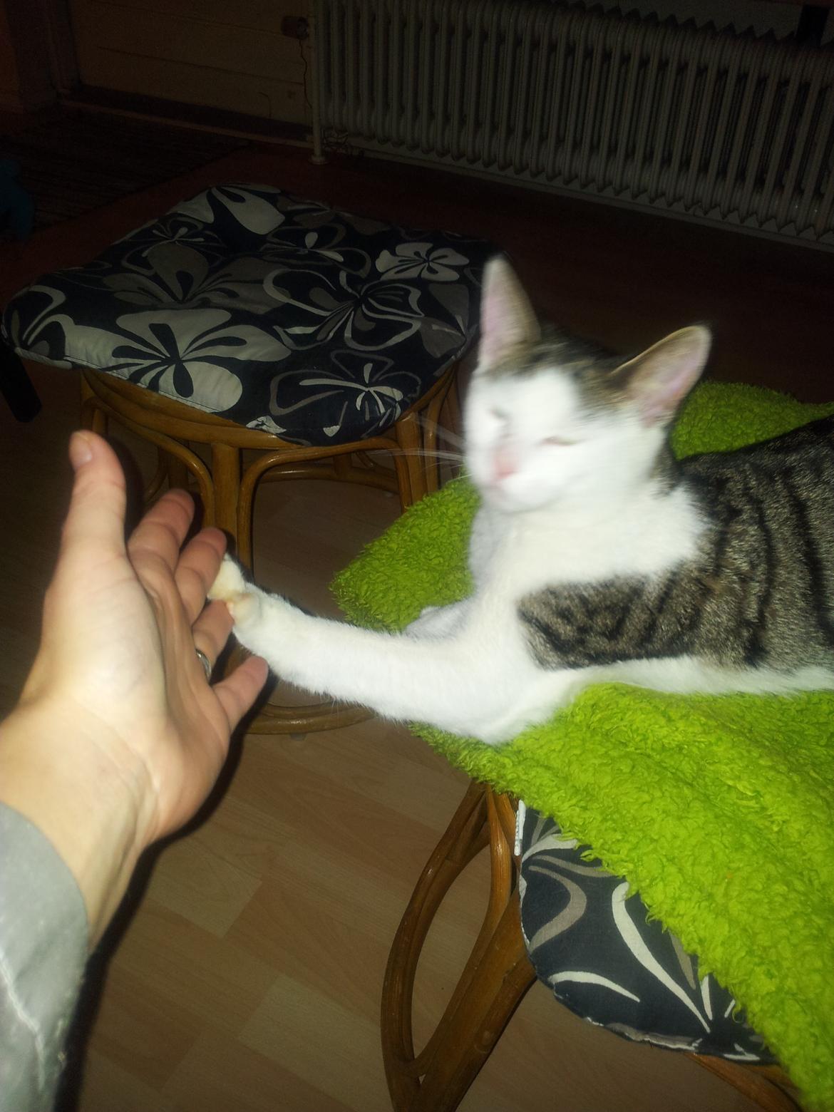 Huskat Ludwig - High Five!  billede 3