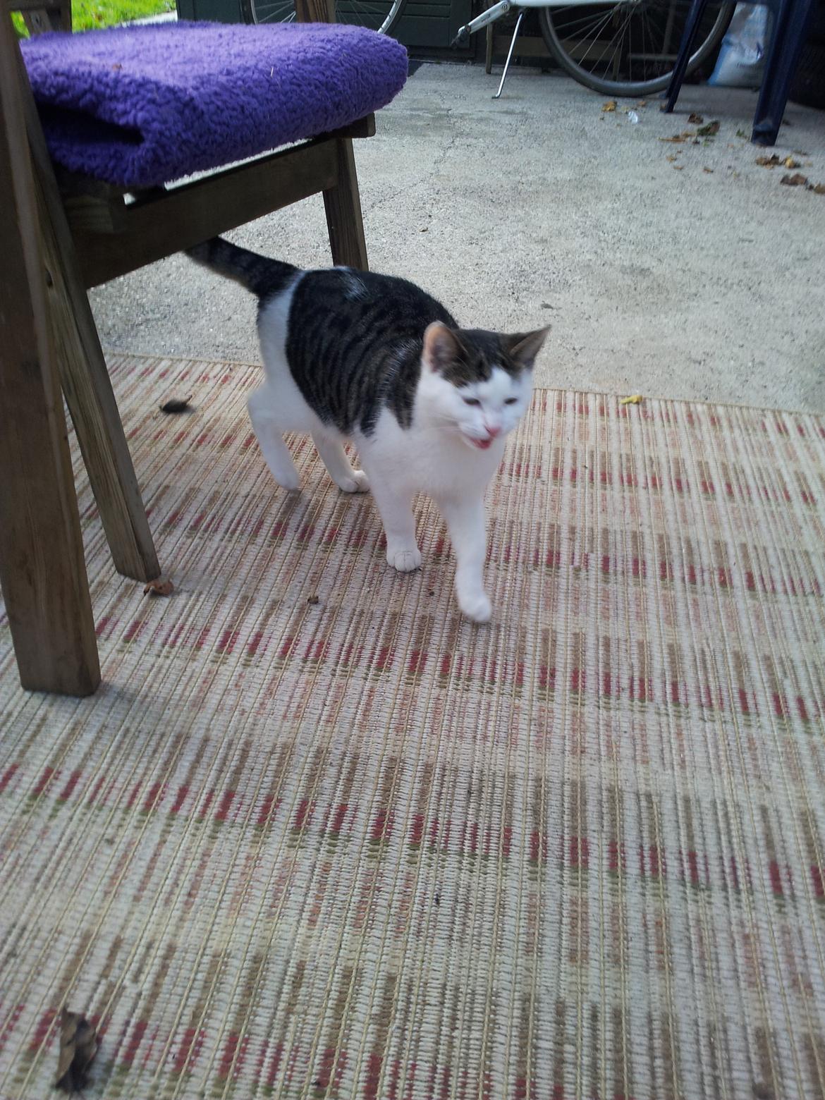 Huskat Ludwig billede 4