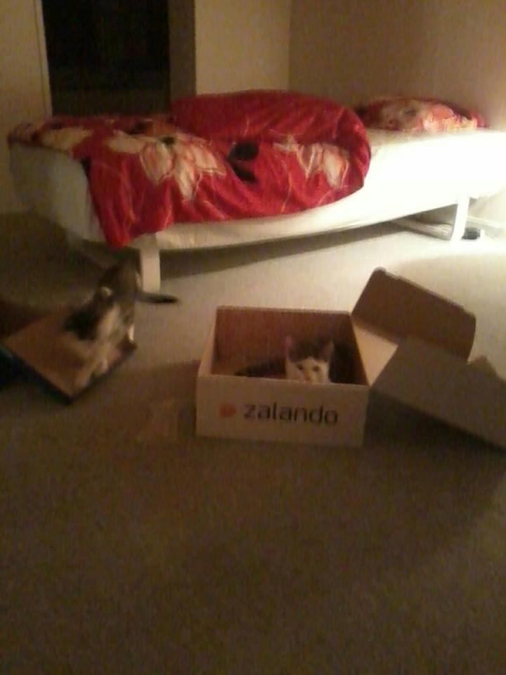 Huskat Ludwig - Ludwig og Findus hygger med Kasserne! ;) billede 5