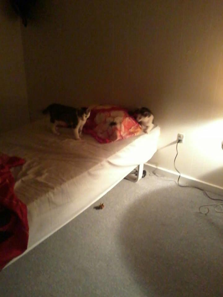 Huskat Ludwig - Gemmeleg! ;)  billede 6