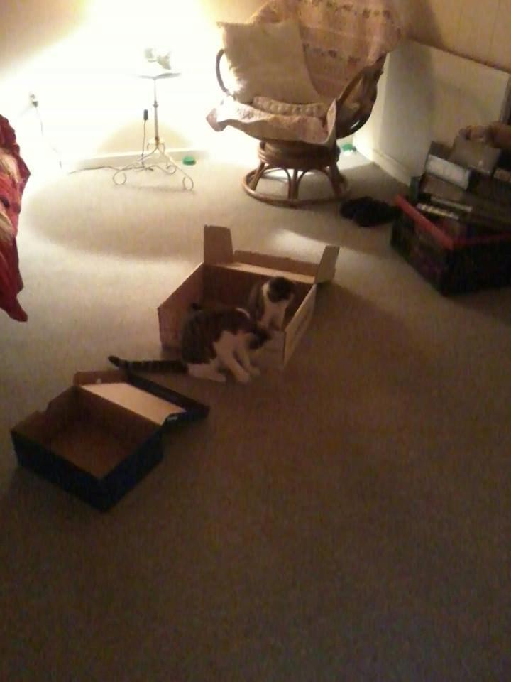 Huskat Ludwig - Kattenes bedstevenner (papkasser) ;)  billede 7