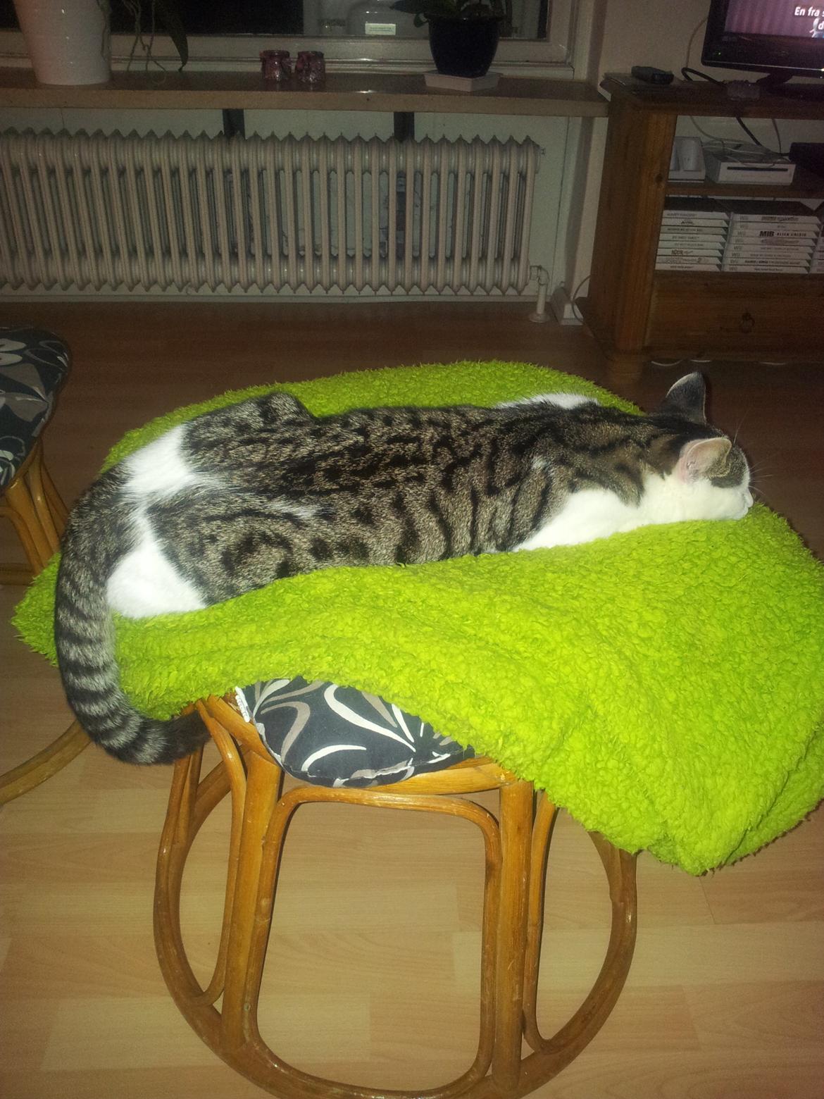 Huskat Ludwig - Sov godt skat! ;)  billede 8