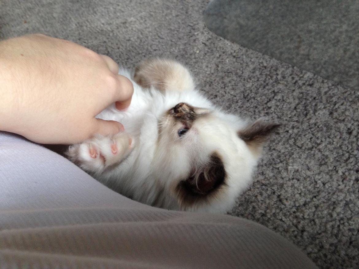 Hellig Birma Mischa - 31. oktober 2013 billede 1