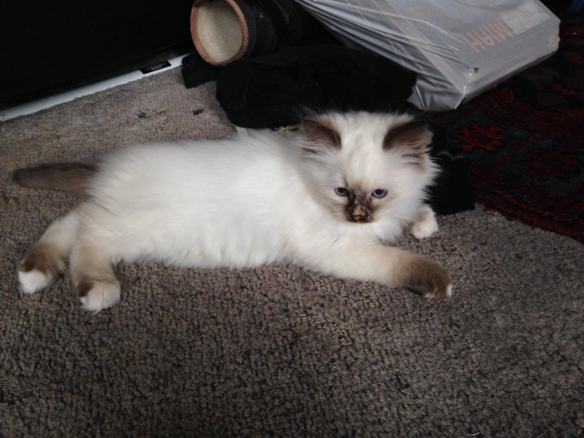 Hellig Birma Mischa - 31. oktober 2013 billede 2