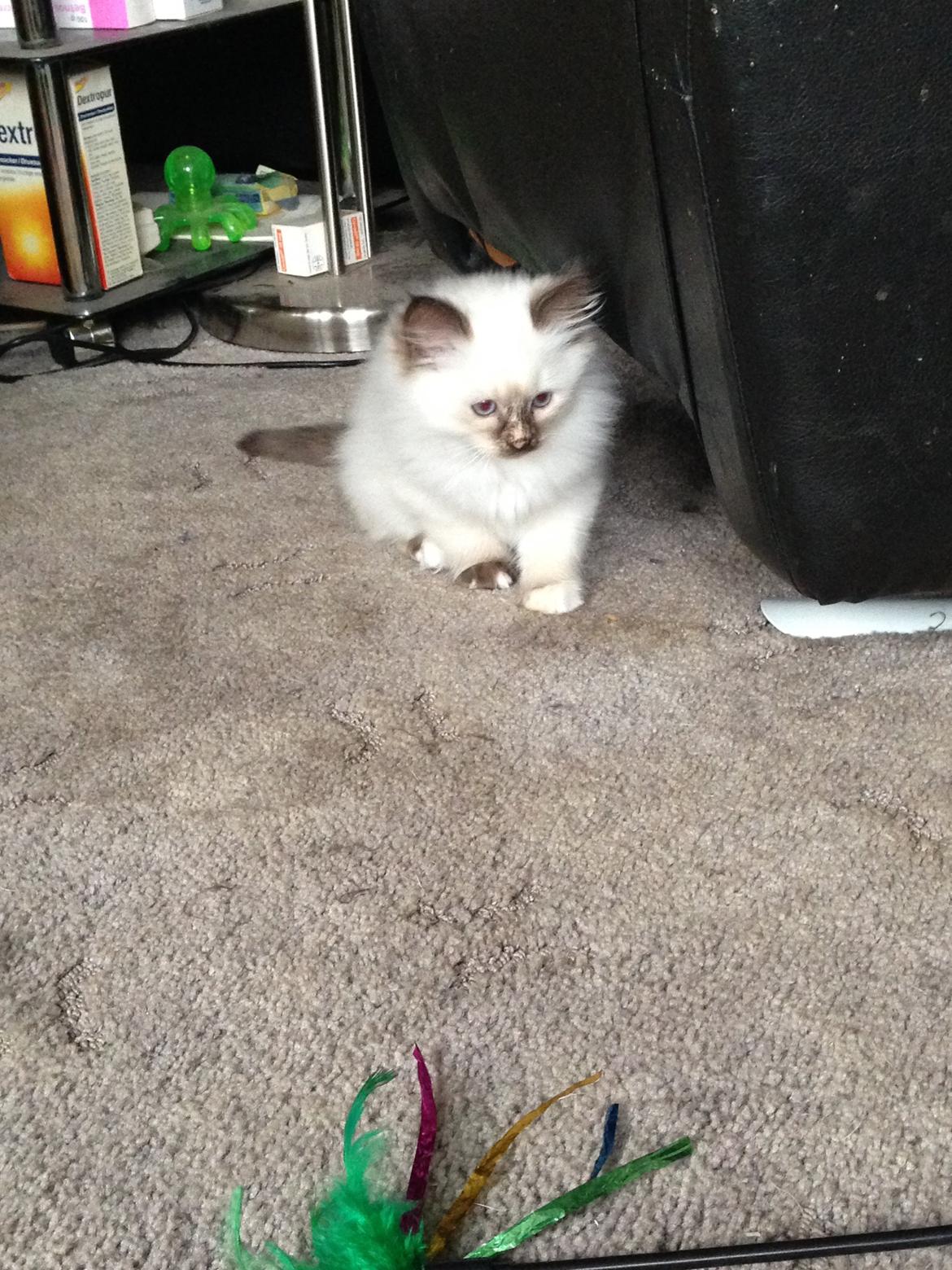 Hellig Birma Mischa - 31. oktober 2013 billede 3