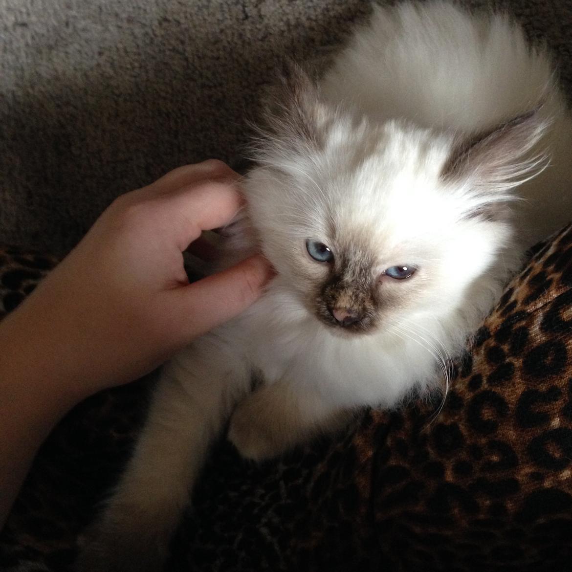 Hellig Birma Mischa - 31. oktober 2013 billede 4