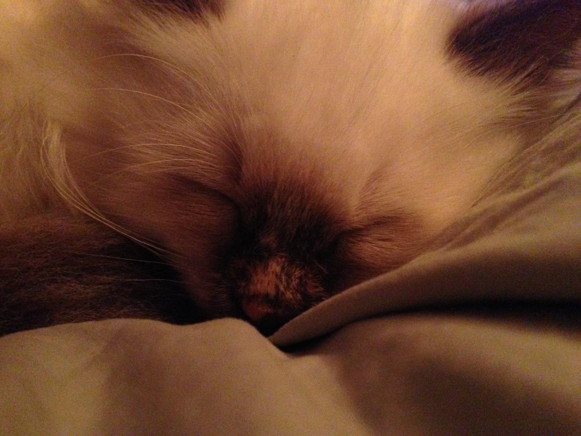 Hellig Birma Mischa - 31. oktober 2013 billede 5