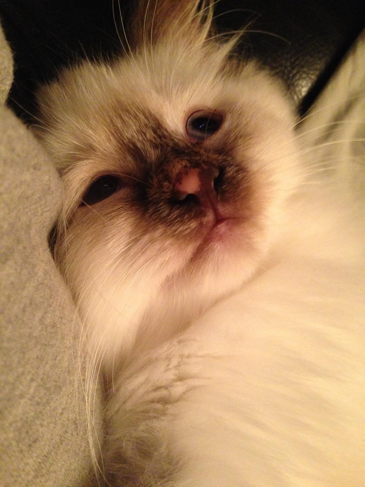 Hellig Birma Mischa - 1. november 2013 billede 6