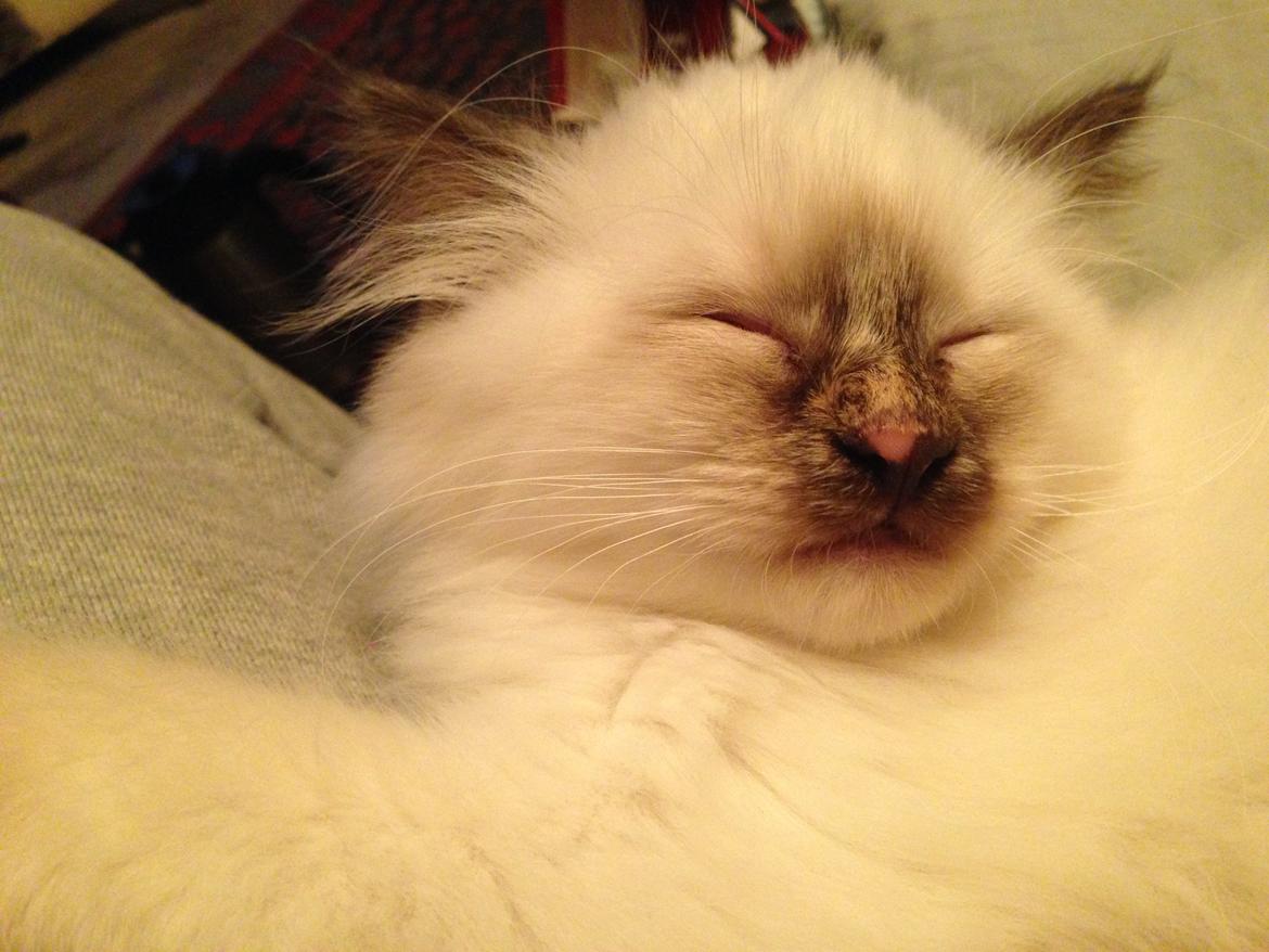 Hellig Birma Mischa - 1. november 2013 billede 7