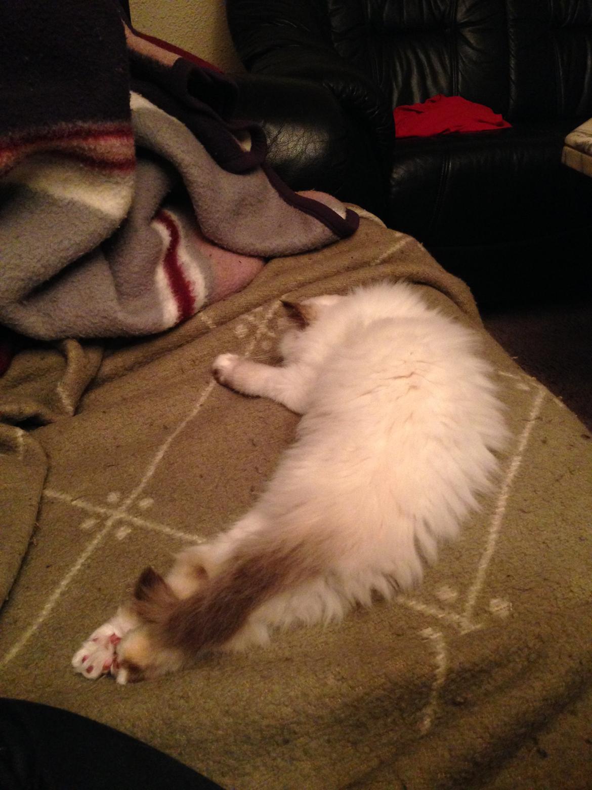 Hellig Birma Mischa - 2. november 2013 billede 10