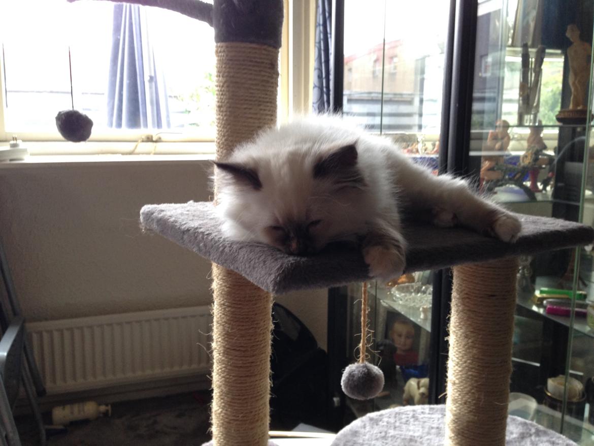 Hellig Birma Mischa - 3. november 2013 billede 11