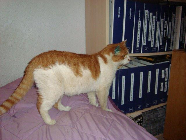 Huskat Bamse billede 8