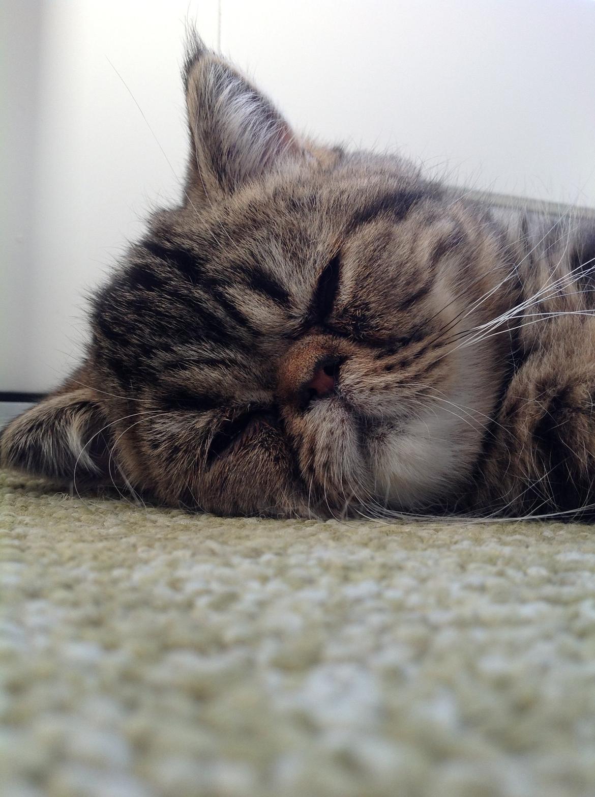 Exotic Bertram billede 7