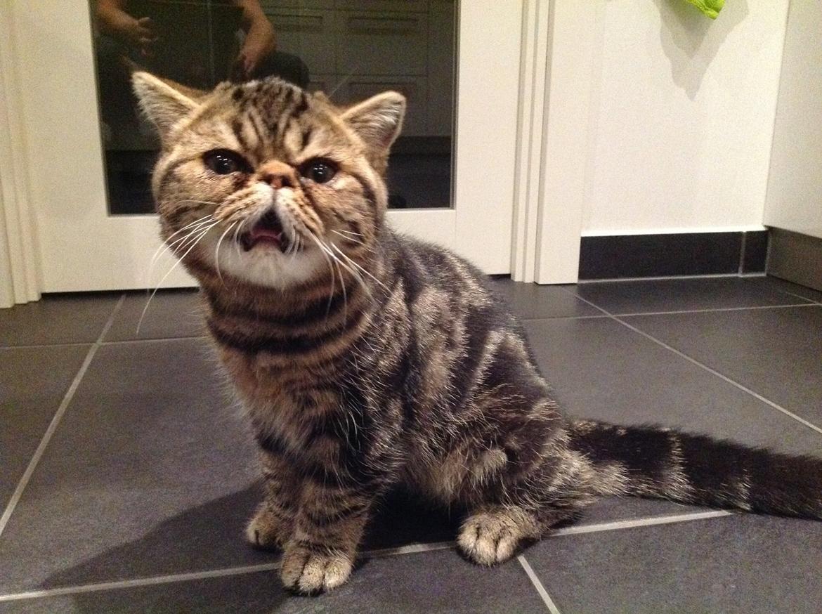 Exotic Bertram billede 8