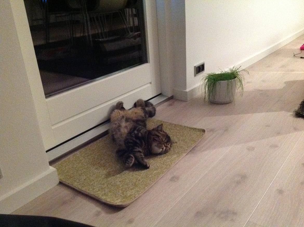 Exotic Bertram billede 9