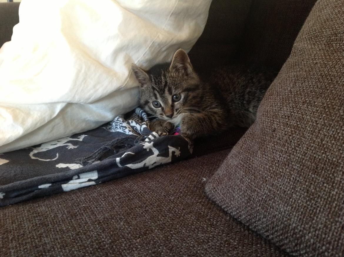 Huskat Chili billede 8