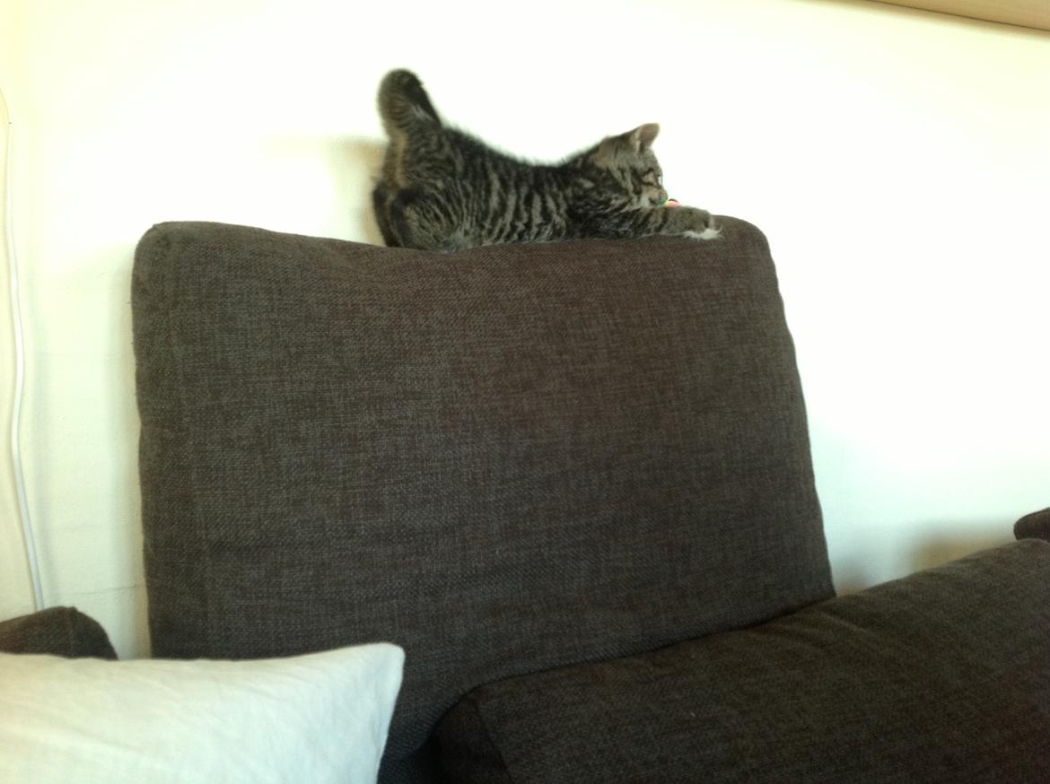 Huskat Chili billede 9