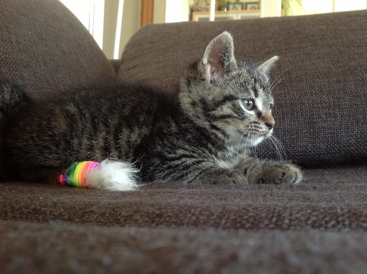 Huskat Chili billede 4