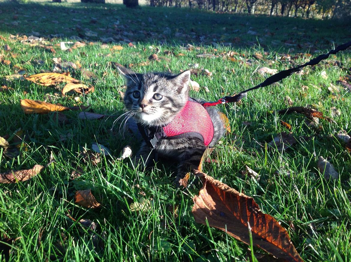 Huskat Chili billede 5