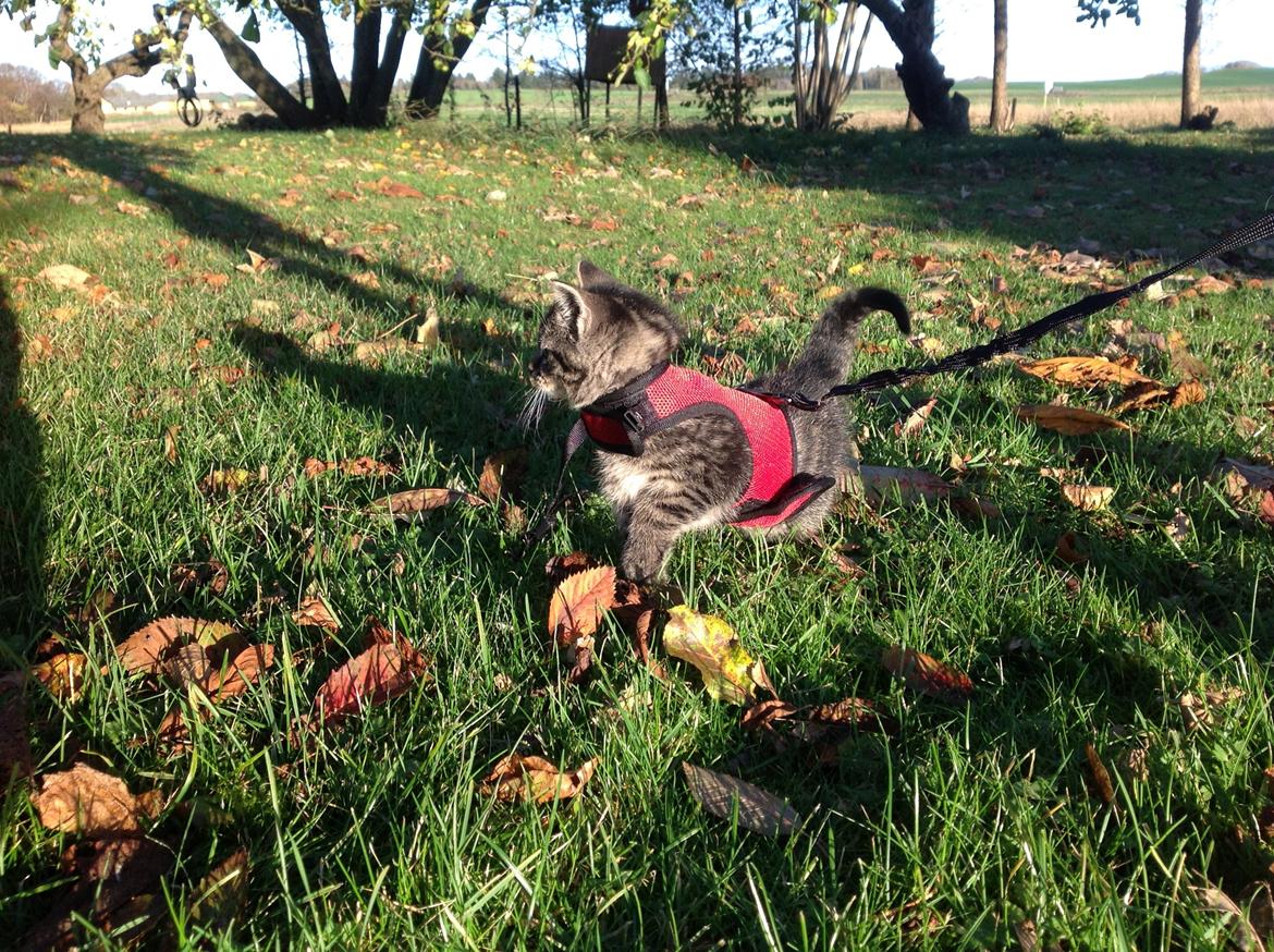 Huskat Chili billede 6