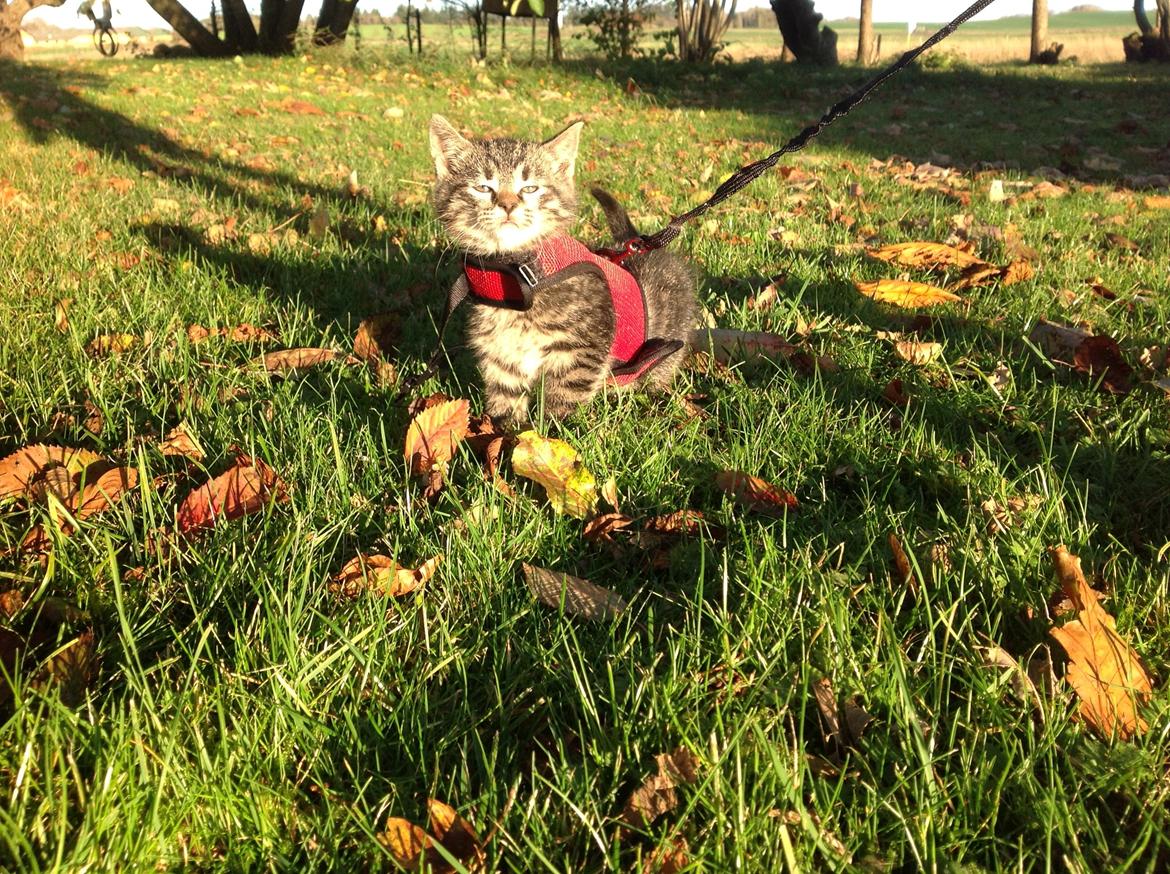 Huskat Chili billede 7