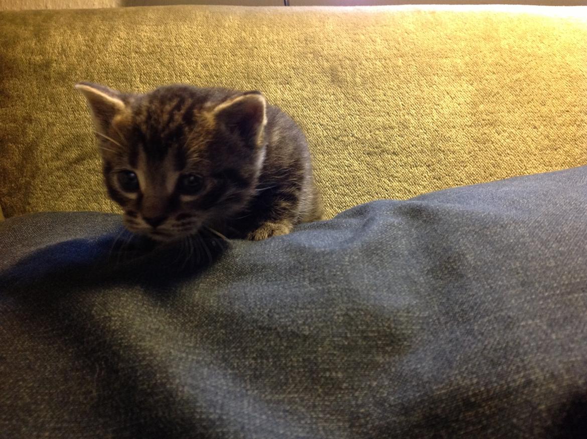 Huskat Chili billede 10