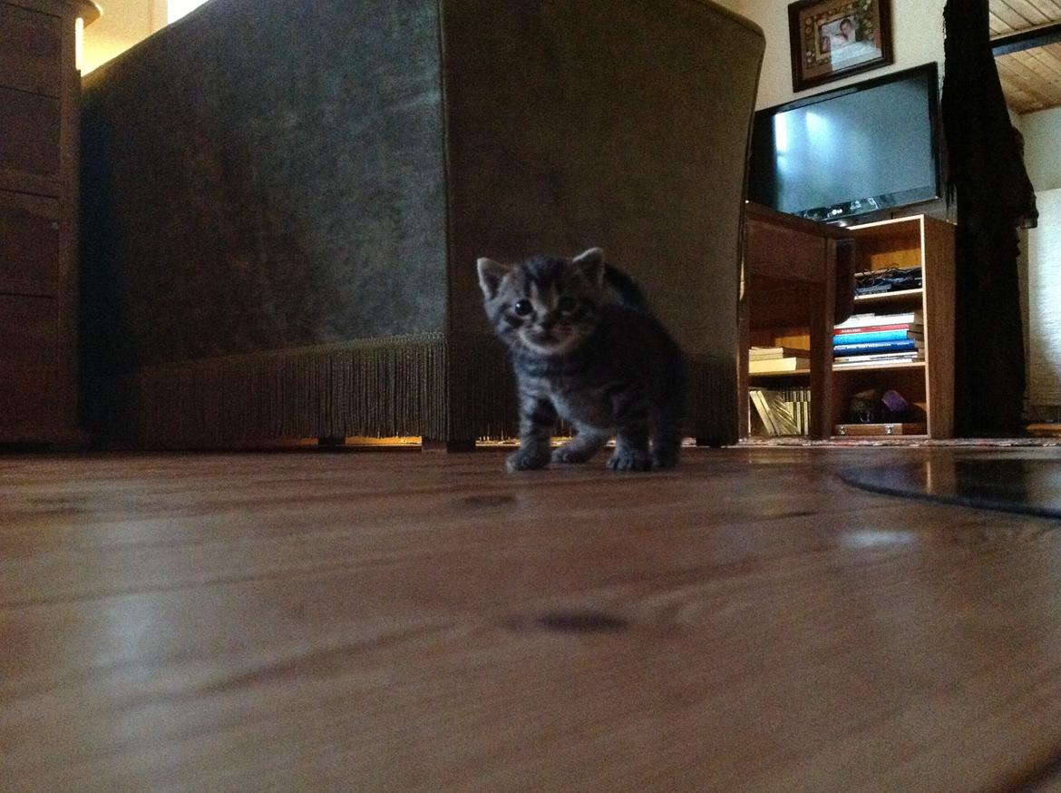 Huskat Chili billede 11