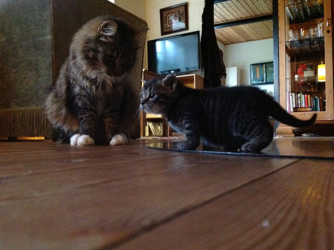 Huskat Chili billede 12