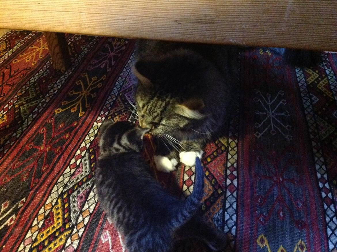 Huskat Chili - Første møde med Leopold. billede 13