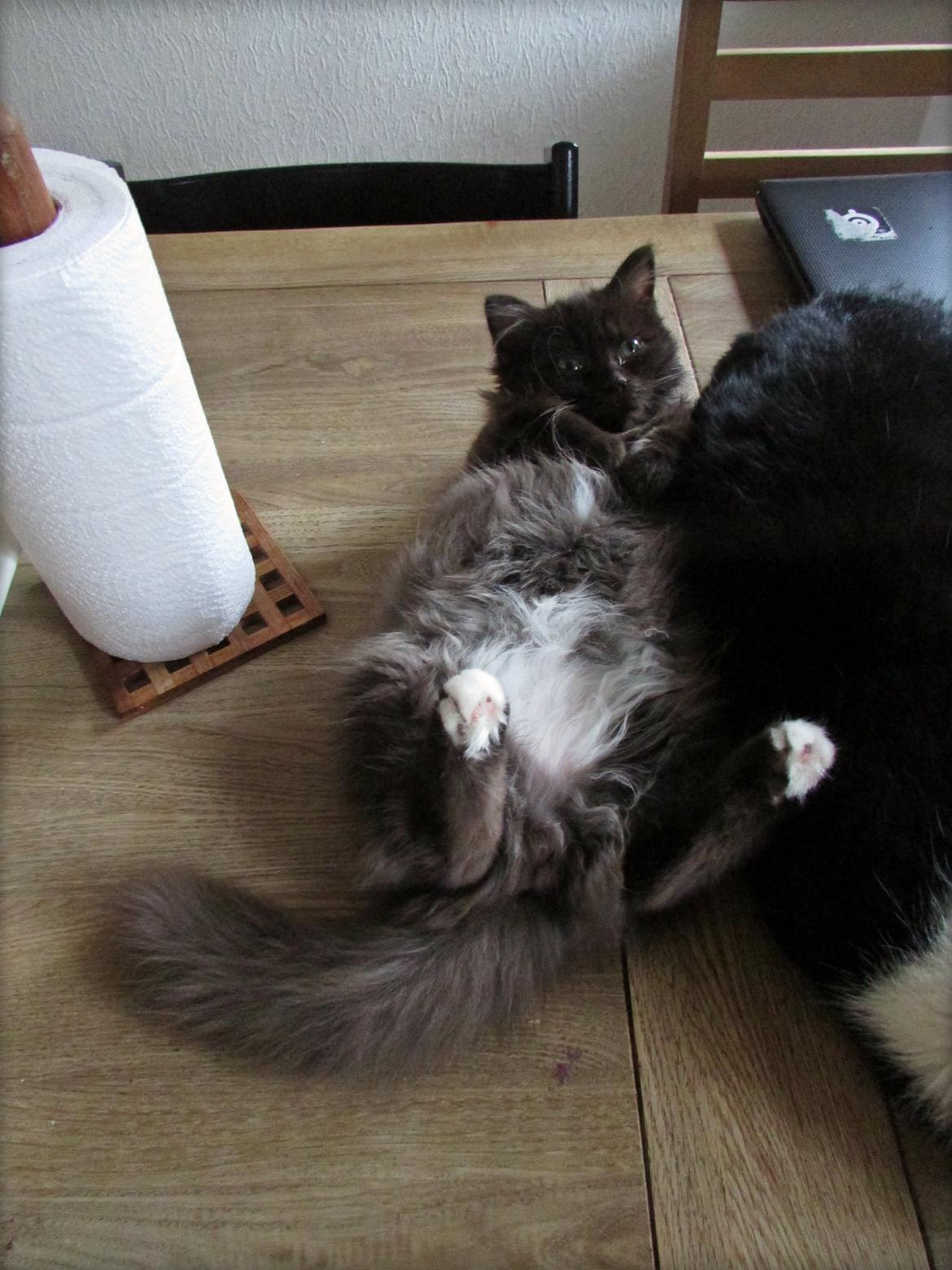 Blanding af racer ~ Cocio - 23.10.2013. Så vågnede han. billede 17