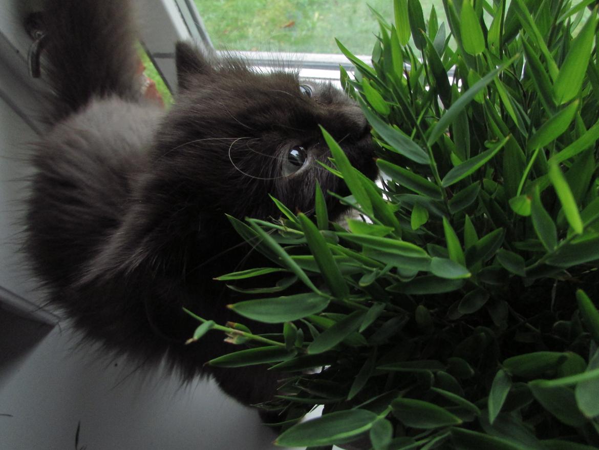 Blanding af racer ~ Cocio - 27.10.2013. Cocio i færd med at spise min plante... Fy!  billede 28