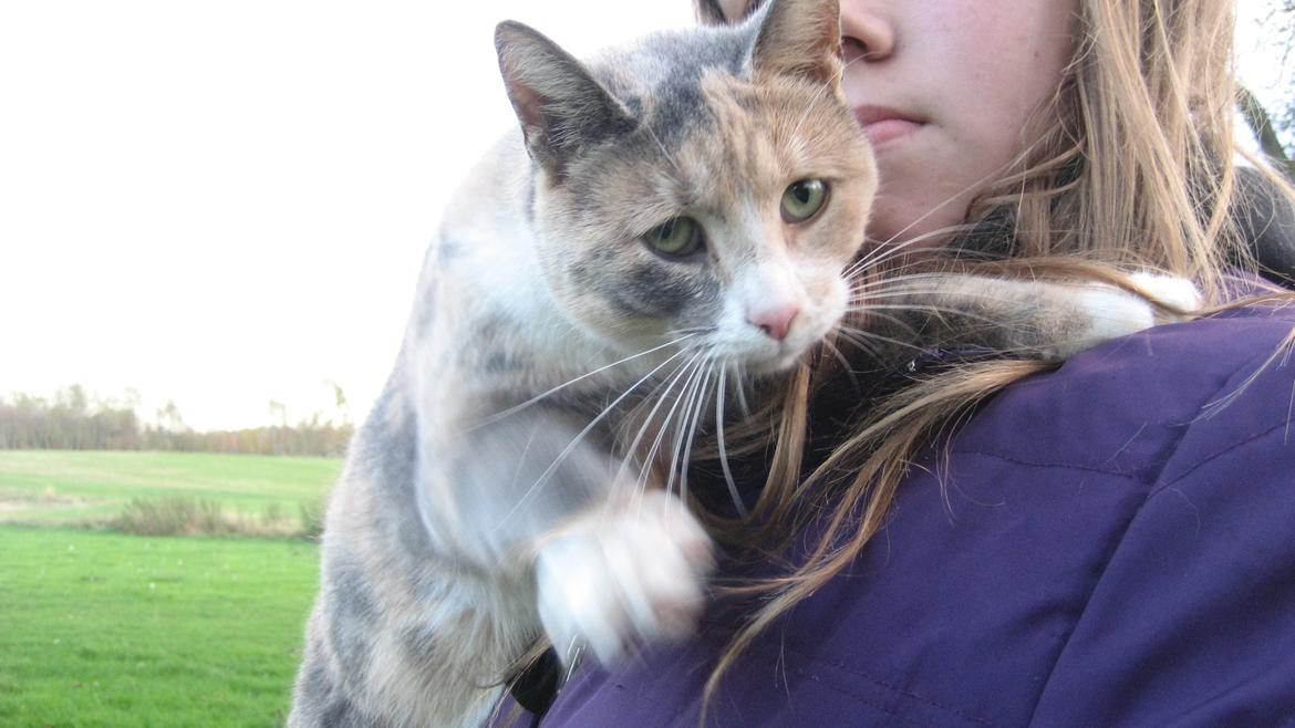 Huskat Bacardi - Hejsa billede 3