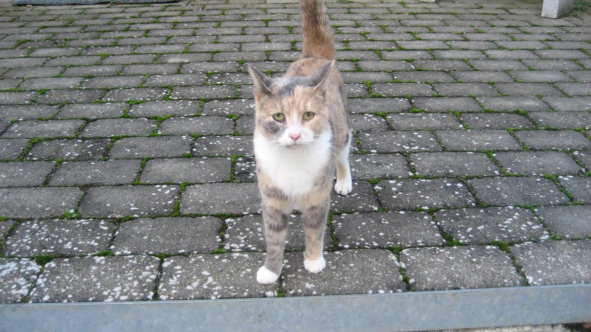 Huskat Bacardi - Hej billede 1