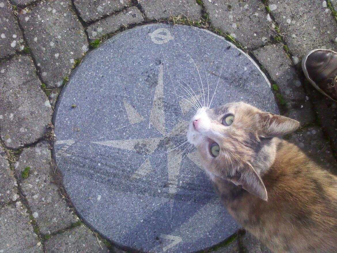 Huskat Bacardi - Skulle egentlig tage billede af "kompasset", men Bacardi ville lige med. billede 6