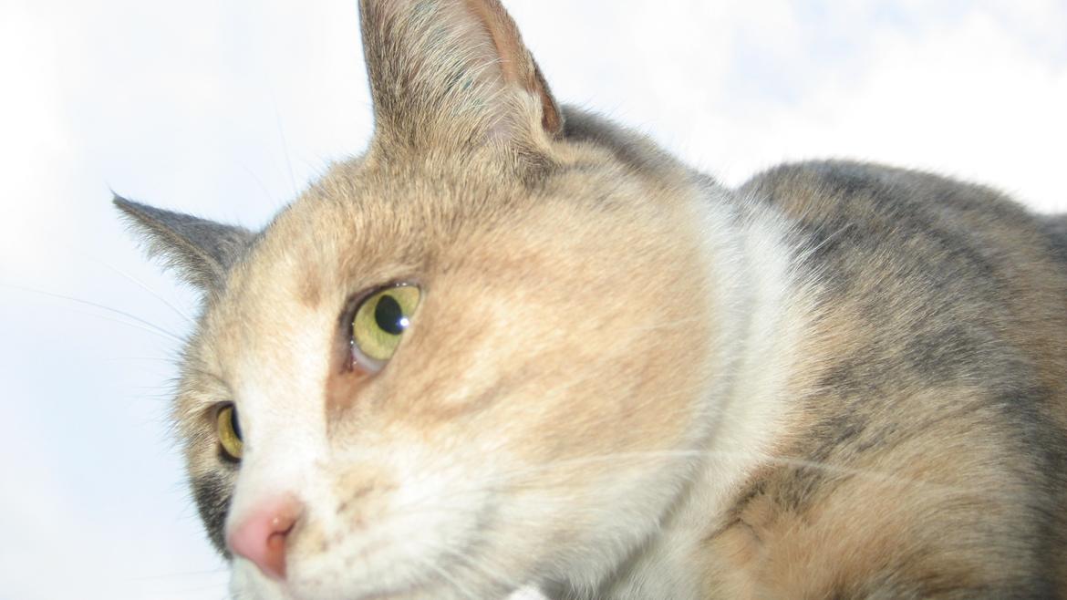 Huskat Bacardi - Close up! billede 2