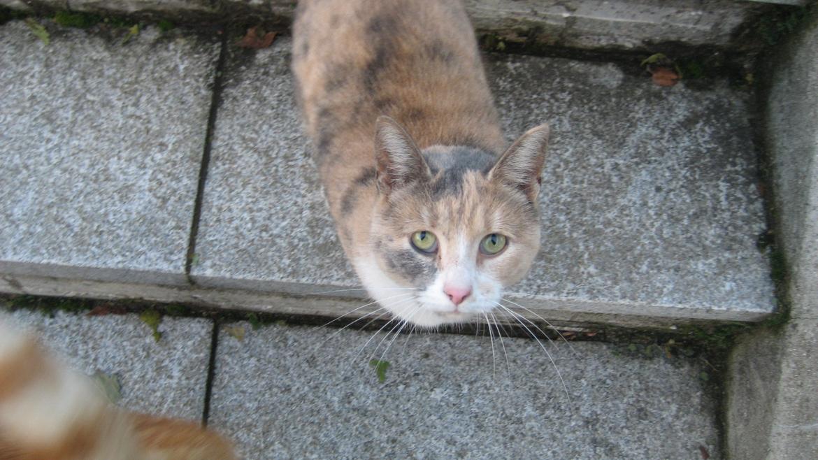 Huskat Bacardi - Flotte Bacardi billede 4