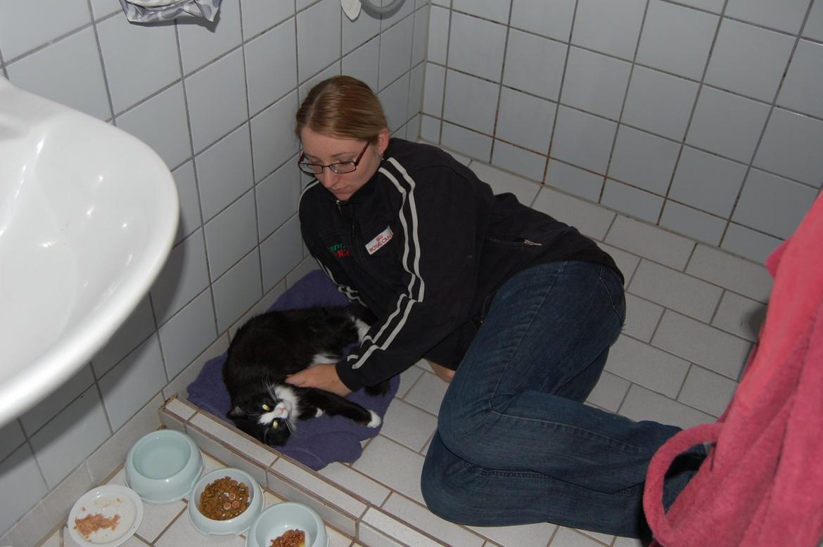 Blanding af racer Mille - ZzZzZ billede 16