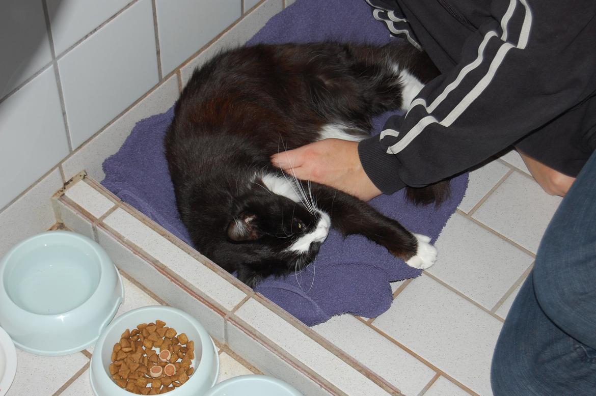 Blanding af racer Mille billede 17