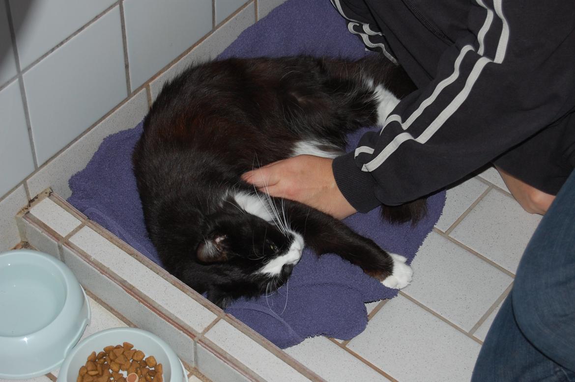 Blanding af racer Mille billede 18