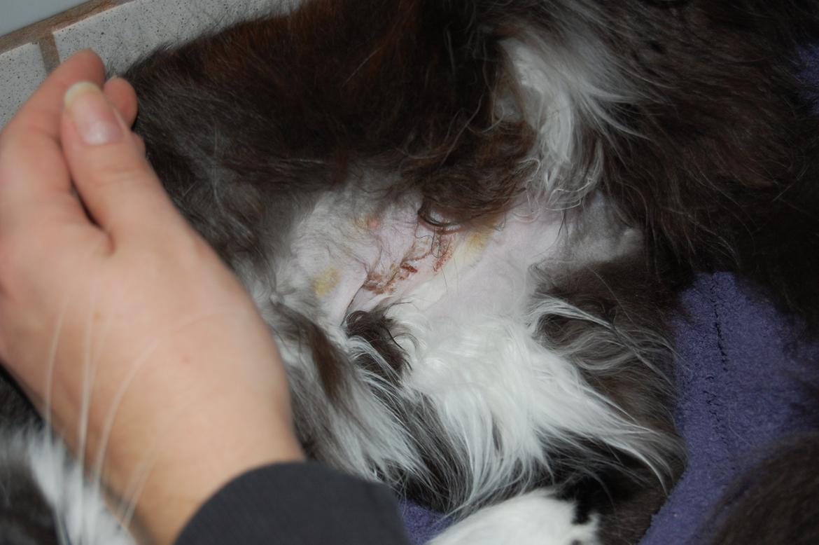 Blanding af racer Mille - Så kommer der ikke nogen killinger her hjemme 
 billede 20