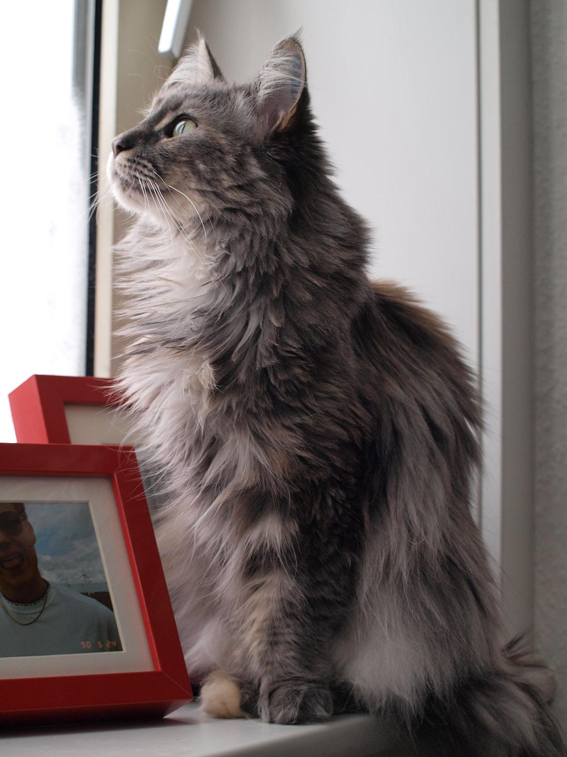 Blanding af racer Kayla billede 20