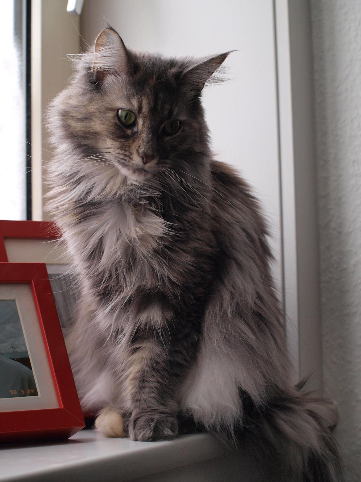 Blanding af racer Kayla billede 21