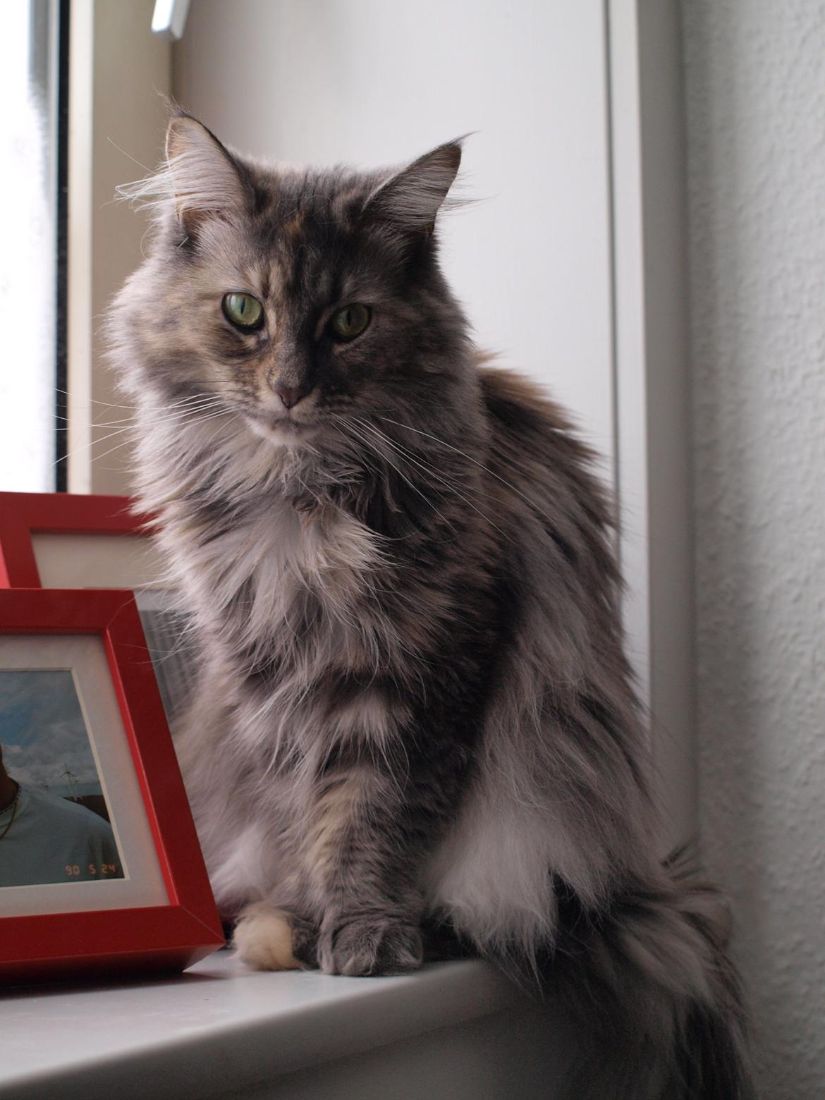 Blanding af racer Kayla billede 22