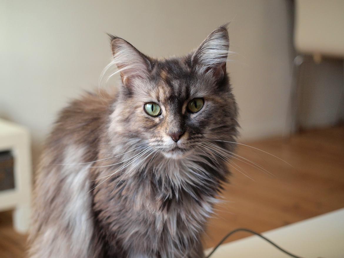 Blanding af racer Kayla billede 23